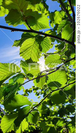 Hazelnut branches against the blue sky. Summer nature suburban area. 102676022