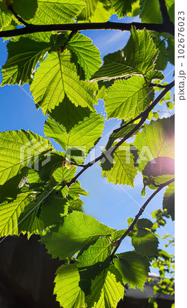 Hazelnut branches against the blue sky. Summer nature suburban area. 102676023