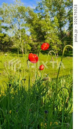 Blooming poppies and other wild flowers against the blue sky. Summer nature. Blooming poppies and other wild flowers against the blue sky. Summer nature. 102676028