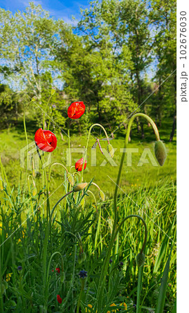 Blooming poppies and other wild flowers against the blue sky. Summer nature. Blooming poppies and other wild flowers against the blue sky. Summer nature. 102676030