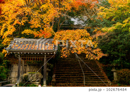 京都西山の金蔵寺の紅葉　手水舎と参道 102676484