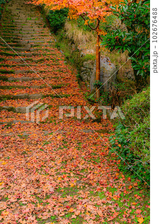 京都西山の金蔵寺の紅葉 参道のもみじ 京都西山の金蔵寺の紅葉 参道のもみじ 102676488