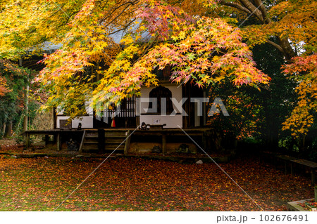 京都西山の金蔵寺の紅葉　護摩堂のもみじ 102676491
