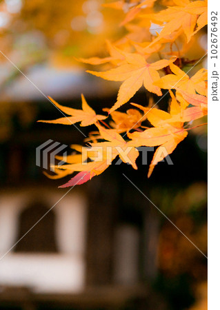 京都西山の金蔵寺の紅葉 護摩堂のもみじ 京都西山の金蔵寺の紅葉 護摩堂のもみじ 102676492