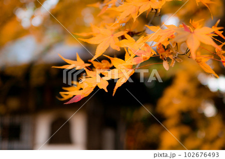 京都西山の金蔵寺の紅葉　護摩堂のもみじ 102676493