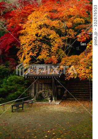 京都西山の金蔵寺の紅葉 手水舎と参道 京都西山の金蔵寺の紅葉 手水舎と参道 102676503
