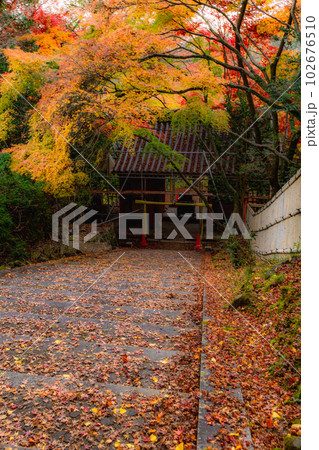 京都西山の金蔵寺の紅葉　参道のもみじ 102676510