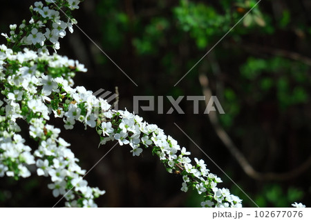 枝が曲線を描く 枝が曲線を描く 102677076