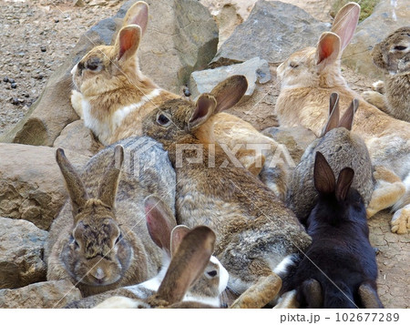 沢山のうさぎ 102677289