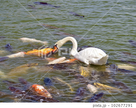 大分県別府市の鶴見岳南東側山腹にある志高湖で泳ぐ白鳥と錦鯉のキス 大分県別府市の鶴見岳南東側山腹にある志高湖で泳ぐ白鳥と錦鯉のキス 102677291