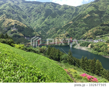 五月晴れの中山間に芽吹く茶畑や新緑 五月晴れの中山間に芽吹く茶畑や新緑 102677305