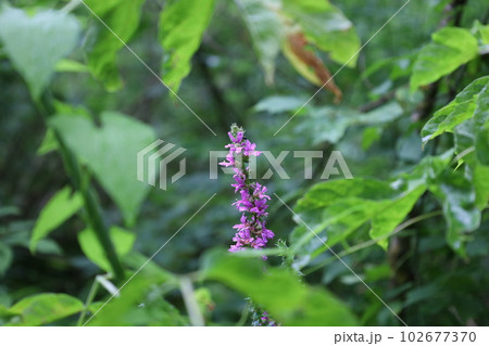 Lythrum salicaria flowers in the summer forest, meadow flowers Lythrum salicaria flowers in the summer forest, meadow flowers 102677370
