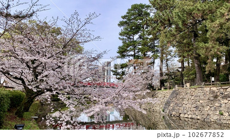 満開の桜と神橋〈岡崎城公園(龍城堀)/愛知県岡崎市〉 満開の桜と神橋〈岡崎城公園(龍城堀)/愛知県岡崎市〉 102677852