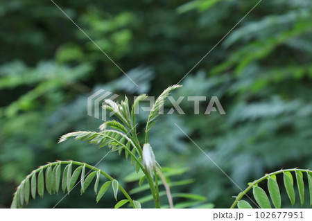 Amorpha fruticosa in the rainy forest, summer plants  102677951