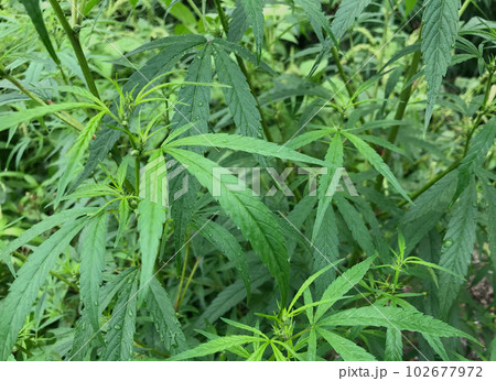 野生の大麻草。雨に濡れた水滴付きのオイリーなリーフ（葉っぱ）。 102677972