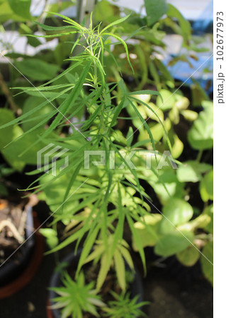 家庭菜園で成長する鉢植え大麻の苗に降り注ぐ光。 家庭菜園で成長する鉢植え大麻の苗に降り注ぐ光。 102677973