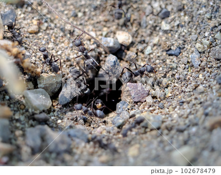 働きアリ 働きアリ 102678479