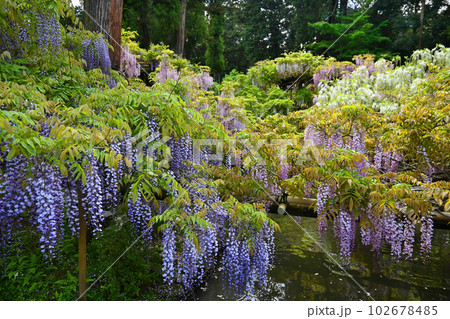 藤の花咲き誇る奈良市春日大社 萬葉植物園 藤の花咲き誇る奈良市春日大社 萬葉植物園 102678485