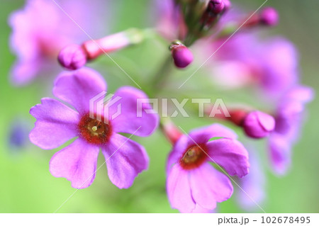 クリンソウ 102678495