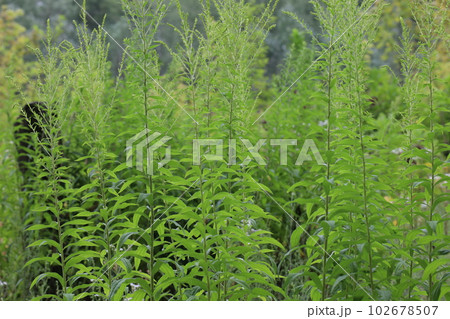 Canada goldenrod in the summer meadow, sunny herbs 102678507