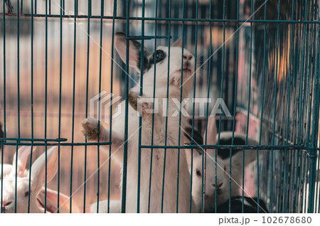Rabbits in a Cage looking outside. Animals in captivity background. Rabbits in a Cage looking outside. Animals in captivity background. 102678680
