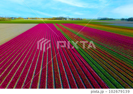 It is a beautiful landscape of Amsterdam, a famous tourist attraction in the Netherlands. It is a beautiful landscape of Amsterdam, a famous tourist attraction in the Netherlands. 102679139