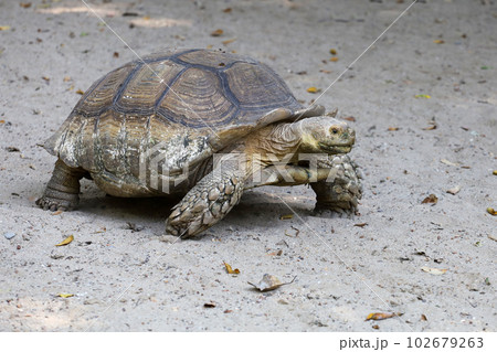 The big Sulcata tortoise is walking 102679263