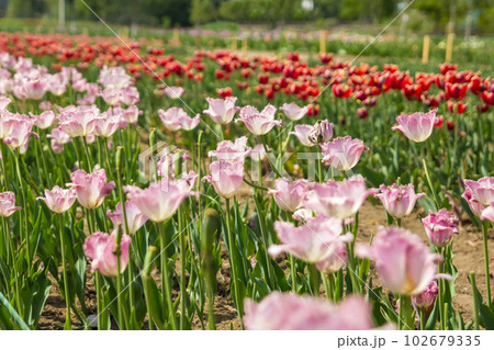 Large field of multi-colored tulip flowers Large field of multi-colored tulip flowers 102679335