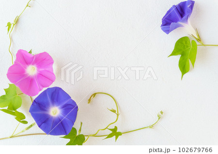 朝顔（生花）のフラワーフレーム 102679766