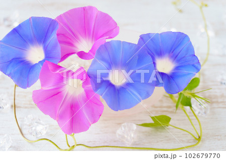 ピンクとブルーの朝顔（生花）の切り花と氷 102679770