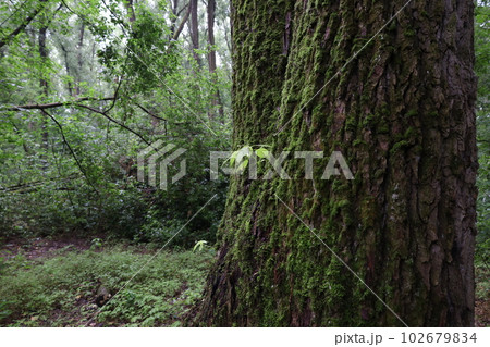 Wet foliage in a rainy forest, summer rainy woods 102679834