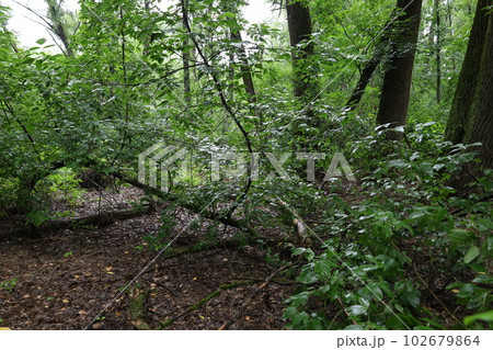 Wet foliage in a rainy forest, summer rainy woods Wet foliage in a rainy forest, summer rainy woods 102679864