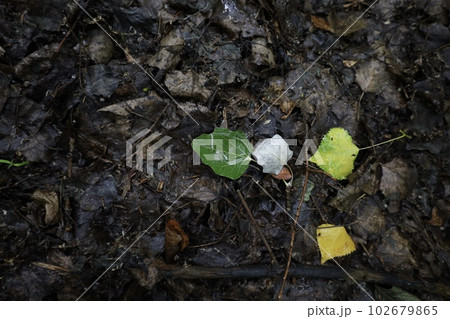 Wet foliage in a rainy forest, summer rainy woods 102679865