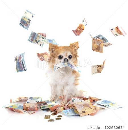 chihuahua in studio 102680624