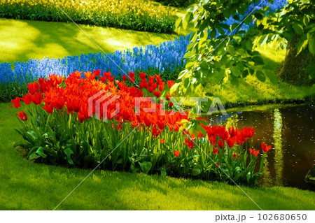 Beautiful scenery of Keukenhof Gardens, a famous tourist attraction in the Netherlands. 102680650