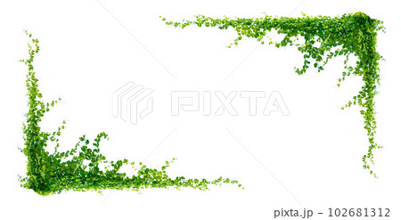 leaf vine isolates on a white background leaf vine isolates on a white background 102681312