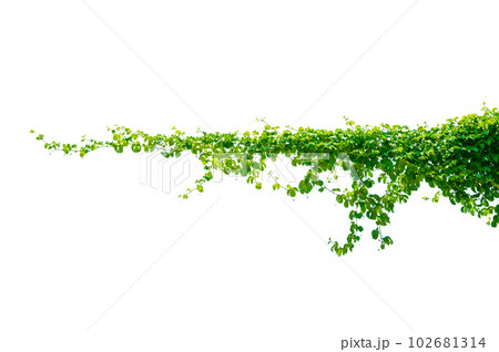 leaf vine isolates on a white background 102681314