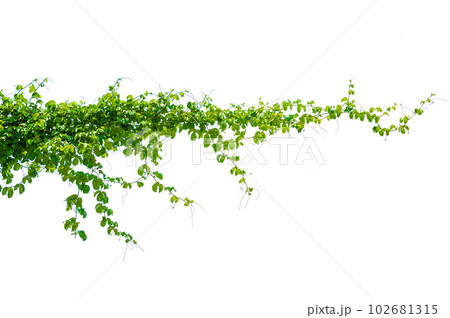 leaf vine isolates on a white background 102681315