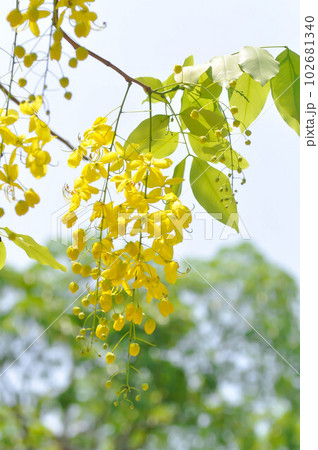 Golden shower , Cassia fistula or pudding pipe tree or yellow flower 102681340