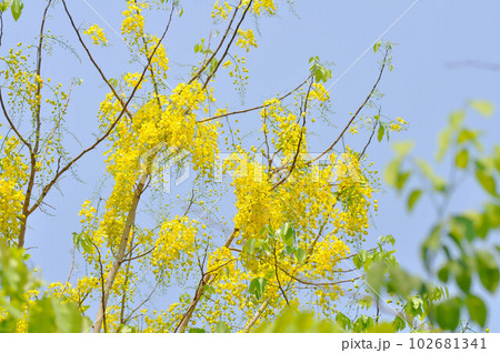 Golden shower , Cassia fistula or pudding pipe tree or yellow flower 102681341