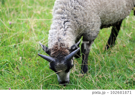 Rare breed Shetland sheep lamb grazing Rare breed Shetland sheep lamb grazing 102681871