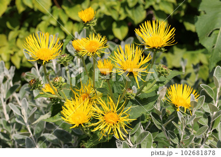 Elecampane yellow flowers Elecampane yellow flowers 102681878