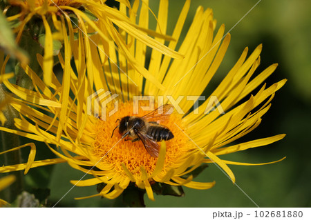 Elecampane yellow flower in close up with a solitary bee Elecampane yellow flower in close up with a solitary bee 102681880