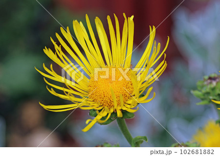 Elecampane yellow flower in close up Elecampane yellow flower in close up 102681882