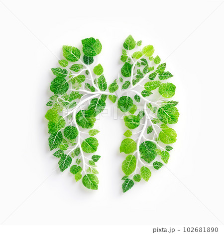 Human lungs made with fresh green leaves on white background Human lungs made with fresh green leaves on white background 102681890