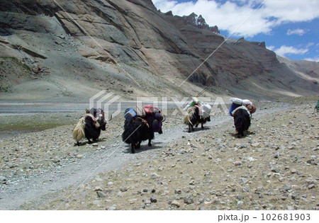 西チベット　カイラス巡礼路のヤク 102681903