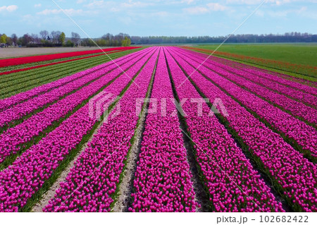 It is a beautiful landscape in the Netherlands, a famous tourist attraction. It is a beautiful landscape in the Netherlands, a famous tourist attraction. 102682422
