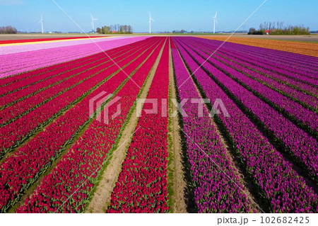 It is a beautiful landscape in the Netherlands, a famous tourist attraction. It is a beautiful landscape in the Netherlands, a famous tourist attraction. 102682425