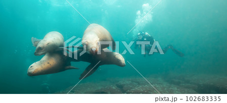 Sea Lion Swimming Underwater in the Pacific Ocean on the West Coast. Sea Lion Swimming Underwater in the Pacific Ocean on the West Coast. 102683335