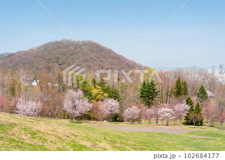 Asahiyama Memorial Park with cherry blossom at spring in Sapporo, Hokkaido, Japan Asahiyama Memorial Park with cherry blossom at spring in Sapporo, Hokkaido, Japan 102684177